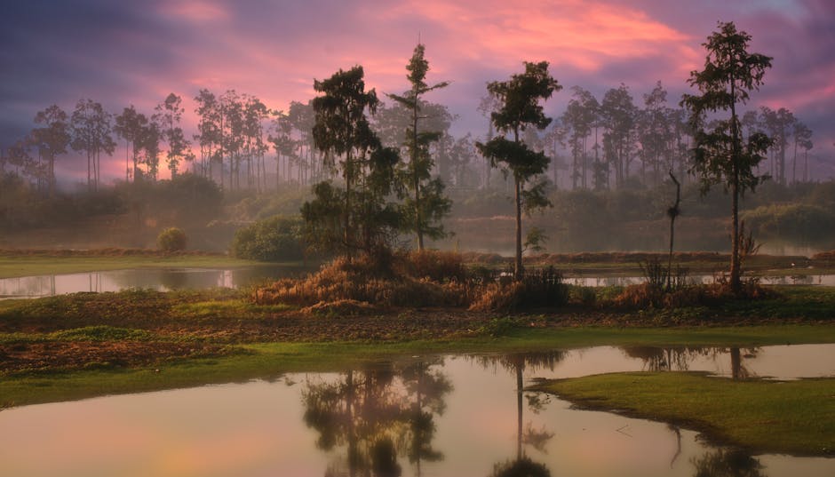 Trees growing in wetland area at sunset with water reflections