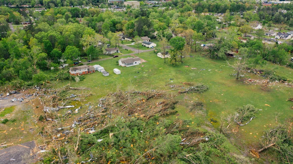 Windthrown trees uprooted after a severe storm in a green valley