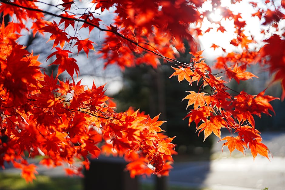 Brilliant red maple leaves glowing in autumn sunlight