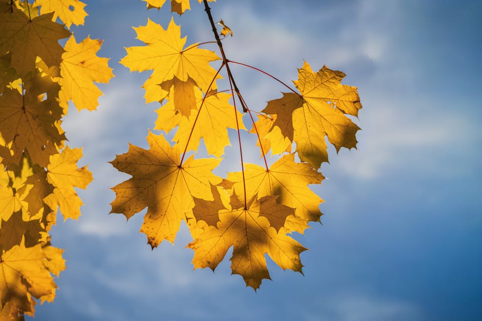Golden yellow Sugar Maple leaves against a blue autumn sky