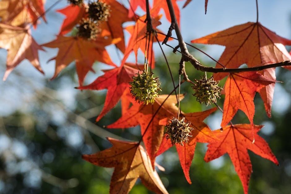 Sweet Gum star-shaped leaves and spiky seed pods hanging from a branch in autumn