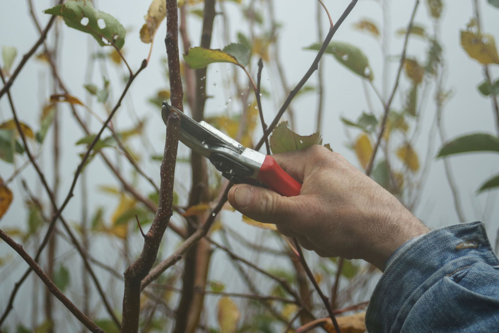 Close-up of lopper blades cutting a branch