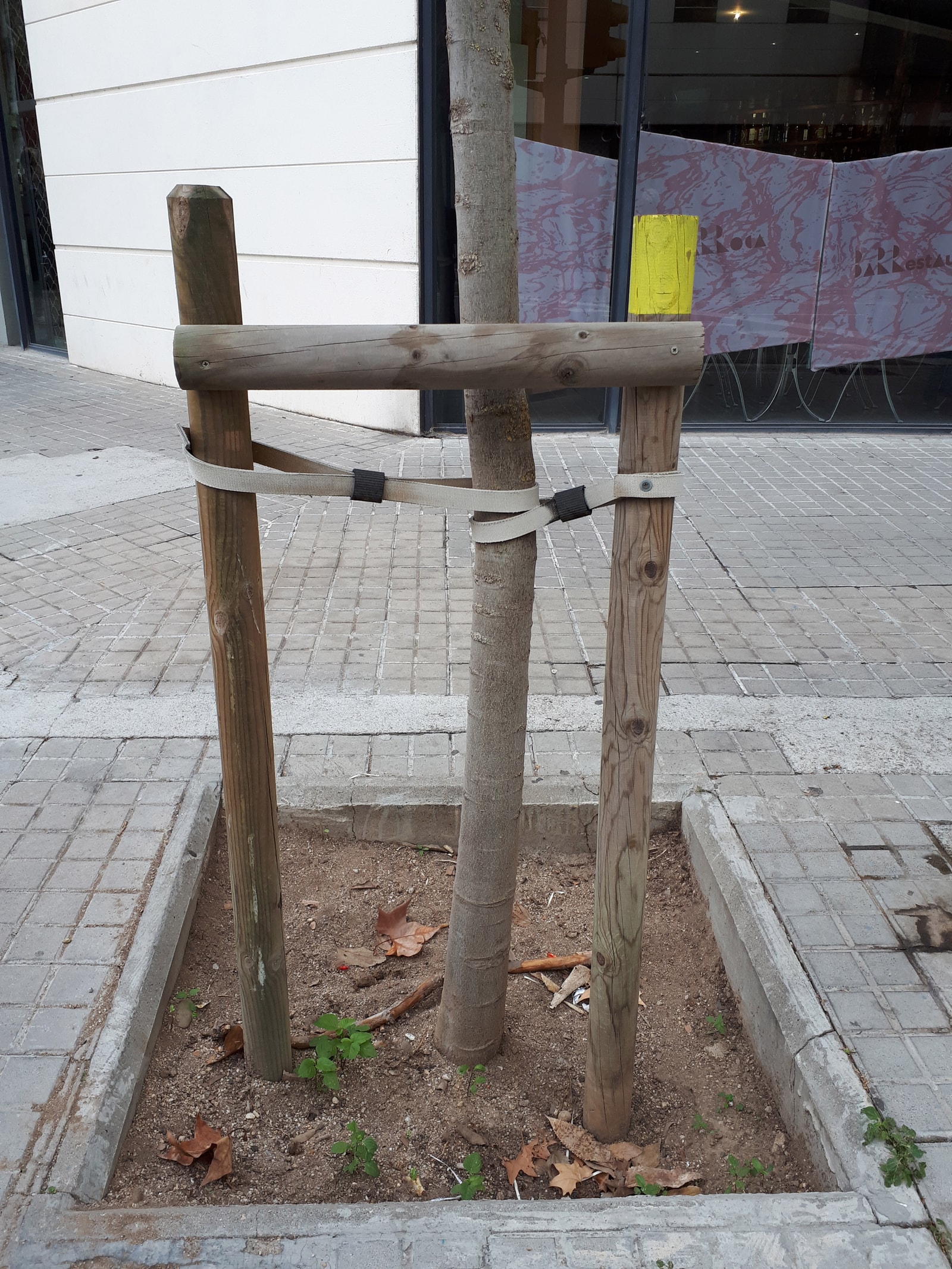 Young street tree braced by three wooden stakes and ties