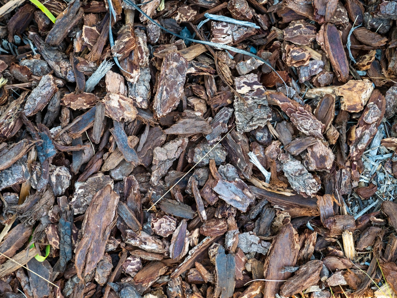 Fresh wood chip mulch, the payoff from a morning of chipping