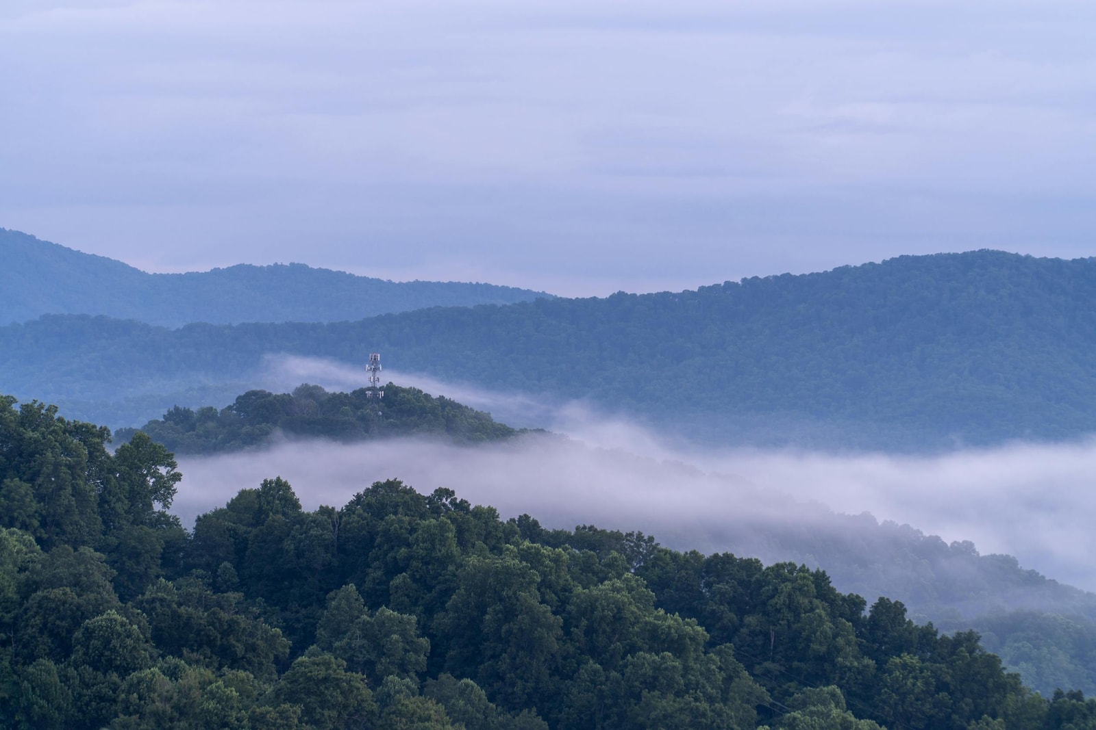 Foggy Appalachian forest landscape, the range where hemlock woolly adelgid has spread across eastern hemlock stands