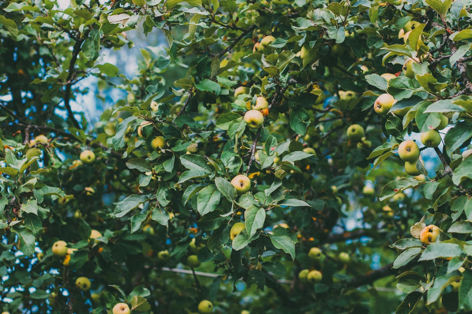Apple tree heavy with ripe red and green fruit in a backyard orchard