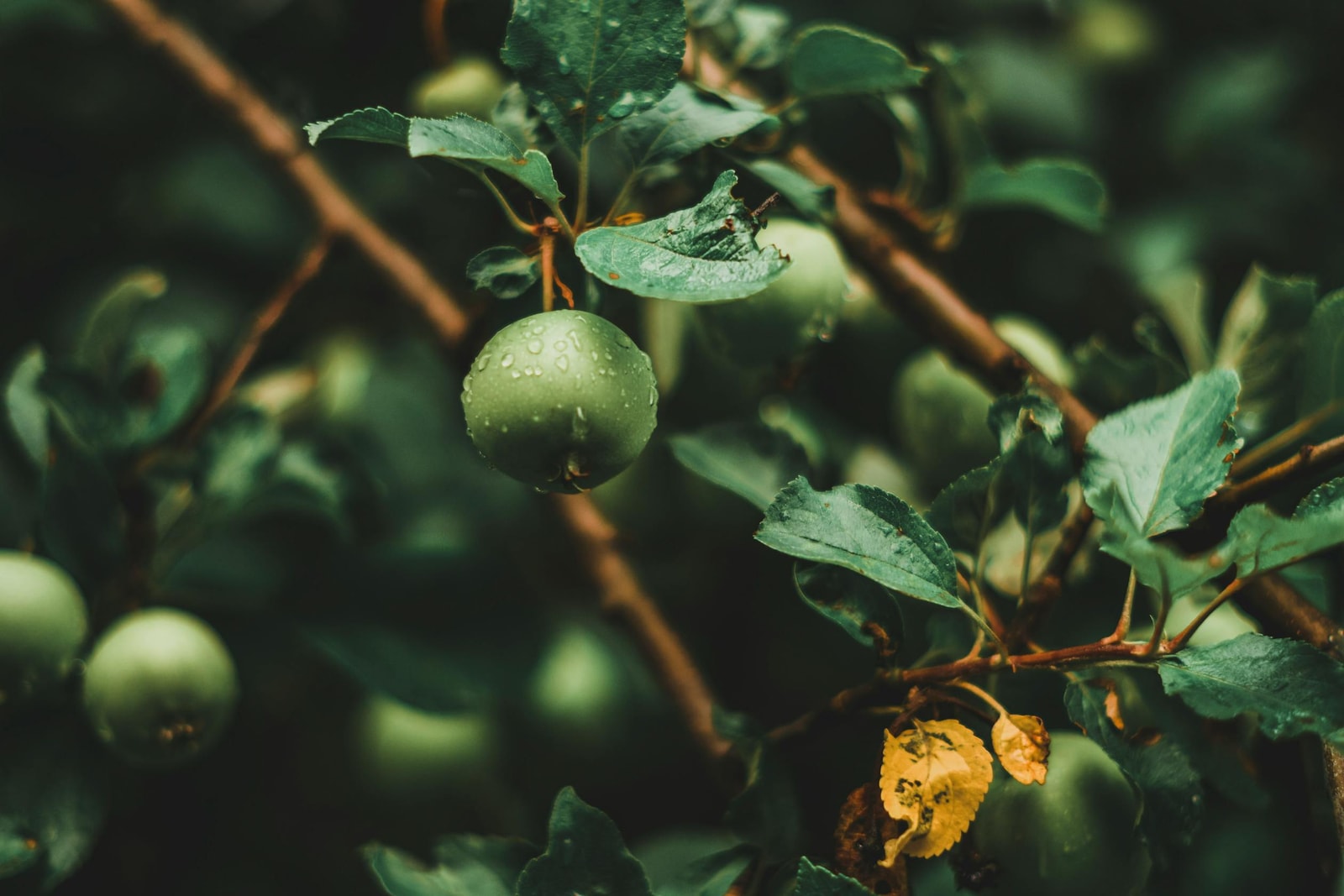 Green apples with water droplets after spring rain, the wet conditions that drive most apple diseases