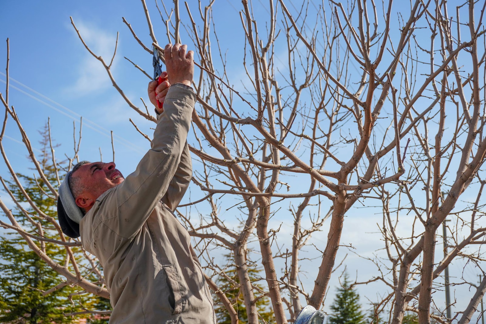 Pruning a bare fruit tree in early spring, the dormant-season cuts that prevent fire blight from coming back