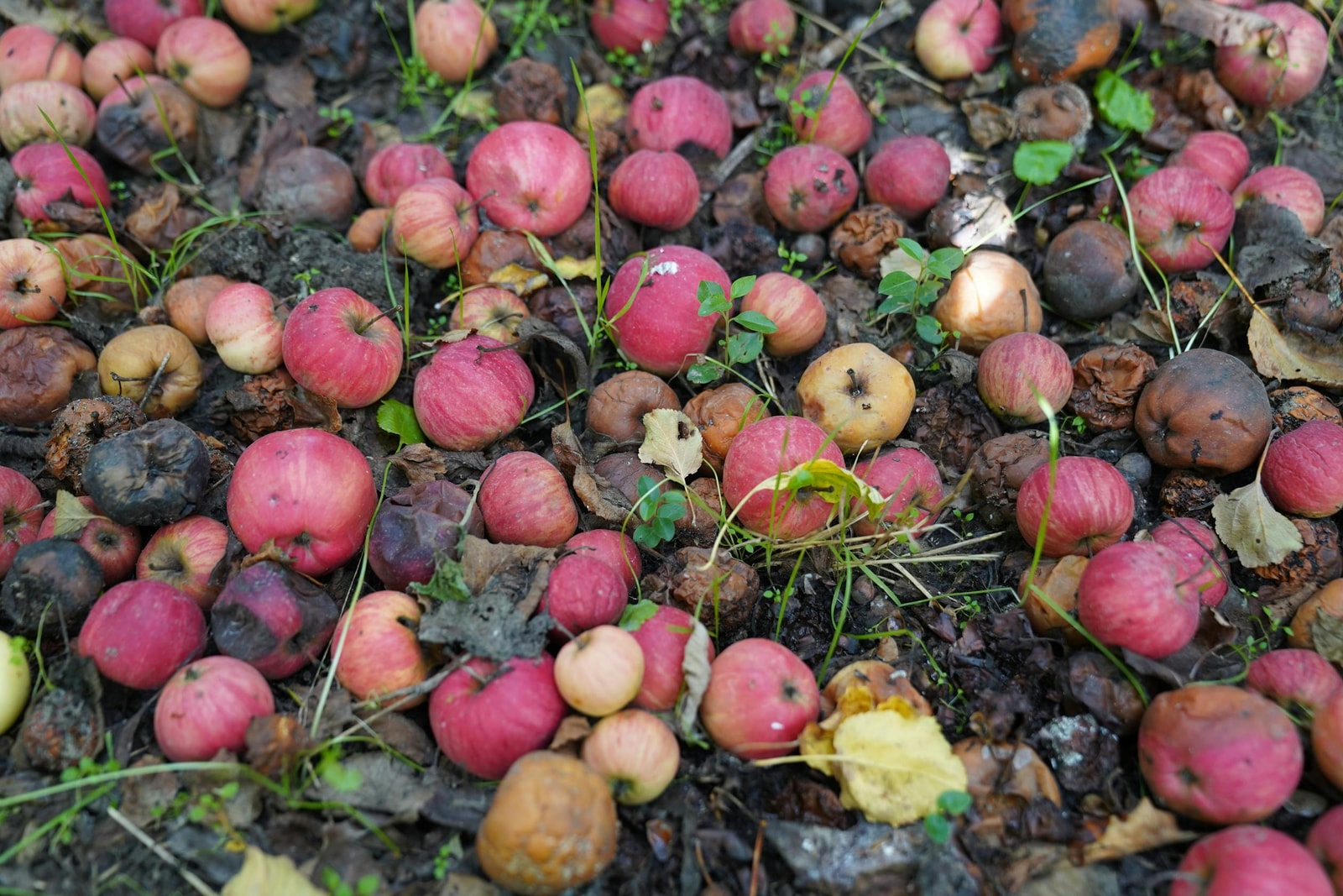 Rotting apples and fallen leaves on the ground in an autumn orchard, the overwintering source for black rot and apple scab