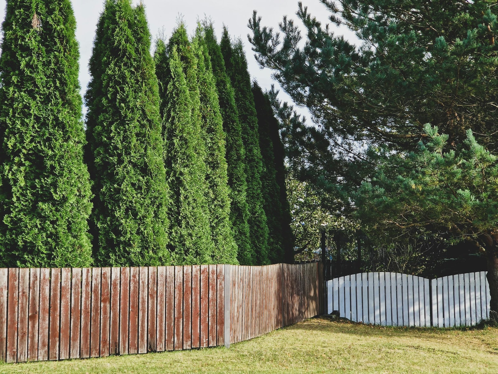 Row of tall arborvitae trees forming a privacy hedge along a wooden fence