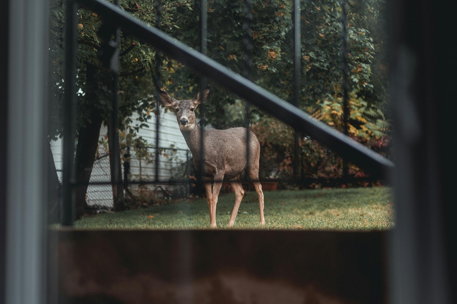 Deer in a garden setting, the wildlife that turns arborvitae from a privacy hedge into a salad bar