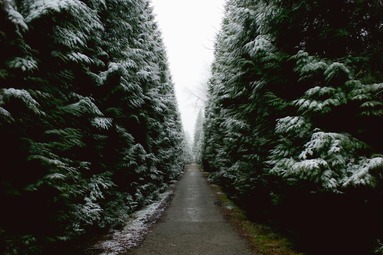 Snow-covered evergreens in winter, the conditions where winter burn quietly damages arborvitae from December through March