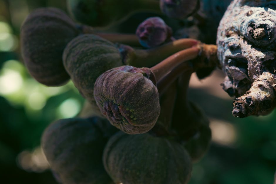 Figs ripening on a fig tree branch in dappled sunlight