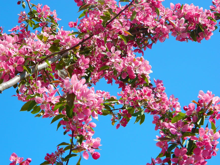 Fruit tree with pink blossoms blooming in spring sunlight