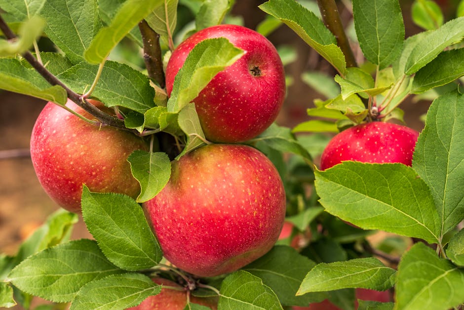 Red apples growing on a tree branch in an orchard