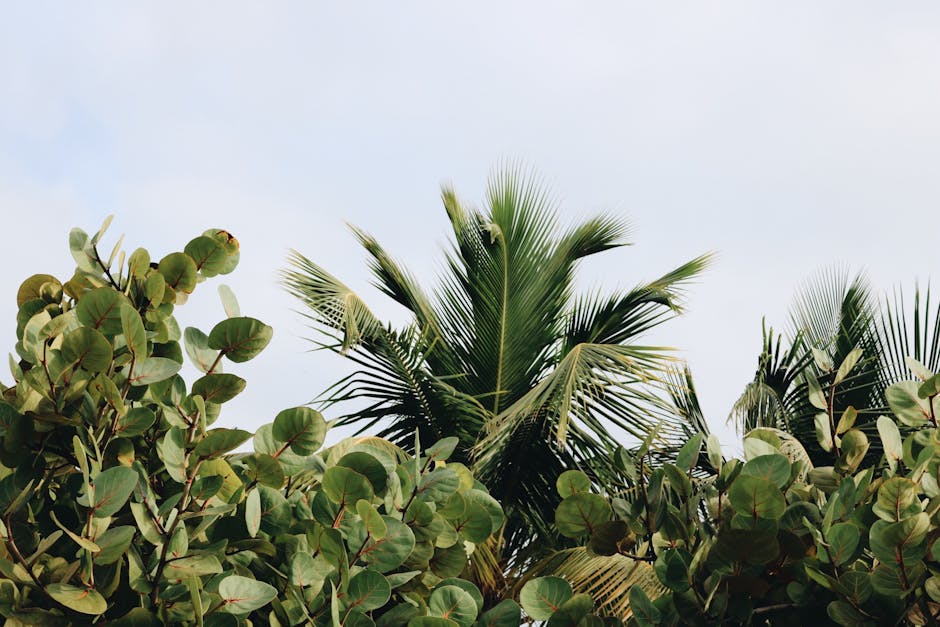 Healthy green palm fronds against a blue sky