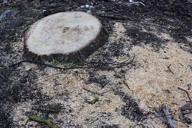 Best Way to Remove a Tree Stump | Best Trees to Plant