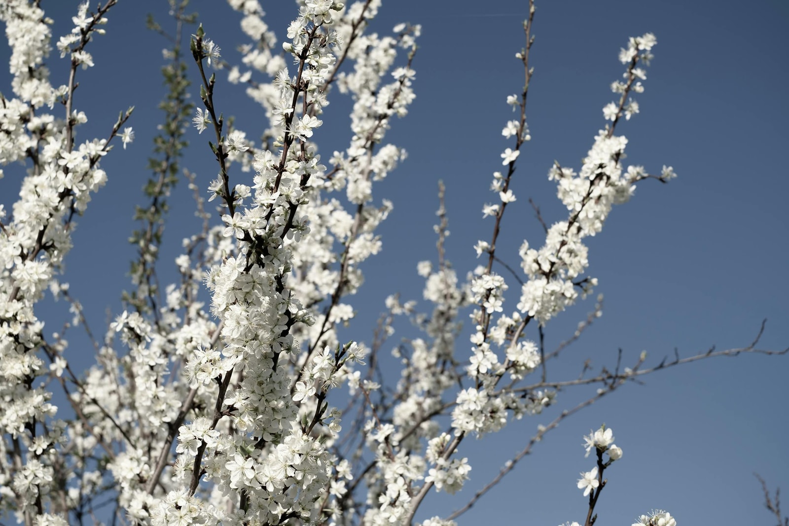 White cherry blossoms in full spring bloom, the window when bacterial canker and brown rot establish for the season
