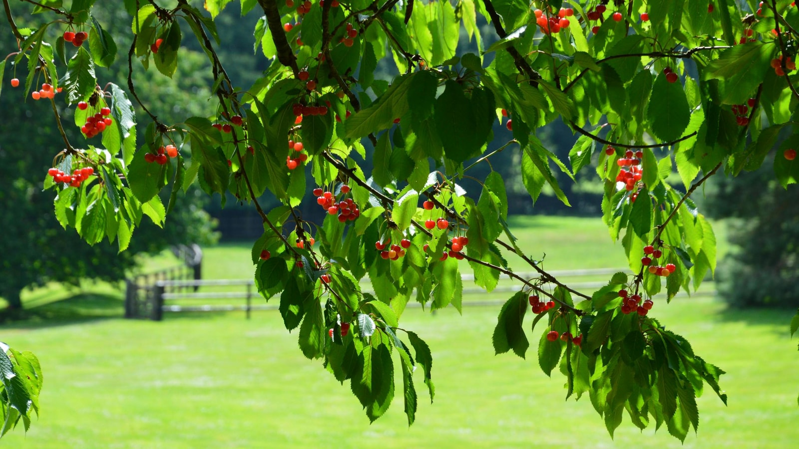 Cherry tree branches laden with ripe red fruit in a sunlit backyard orchard