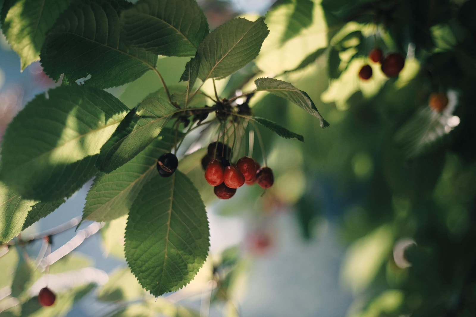 Ripe red cherries hanging on a tree branch surrounded by green leaves, the goal of every spring spray and winter prune