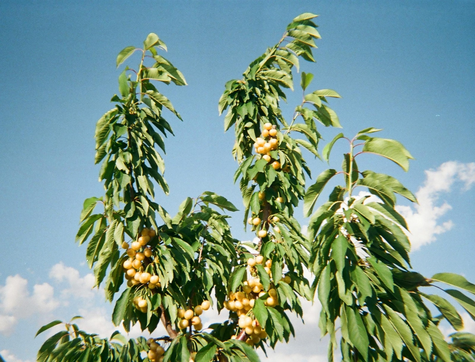 Yellow cherries hanging on a tree against a clear blue sky, the normal coloration X-disease prevents