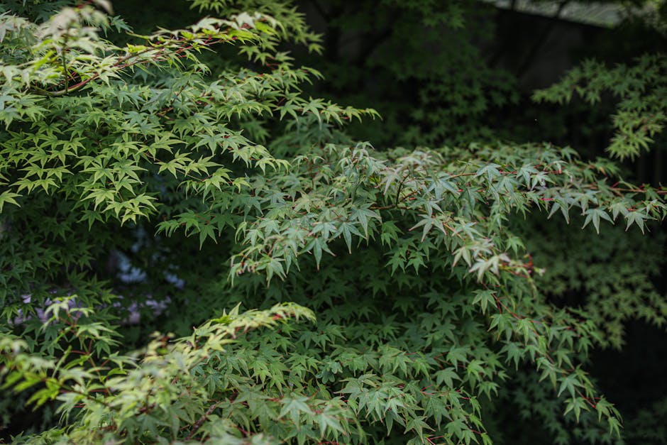 Close-up of lush green Japanese maple leaves showing intricate leaf patterns