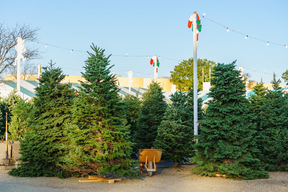 Fresh evergreen Christmas trees for sale at an outdoor tree lot
