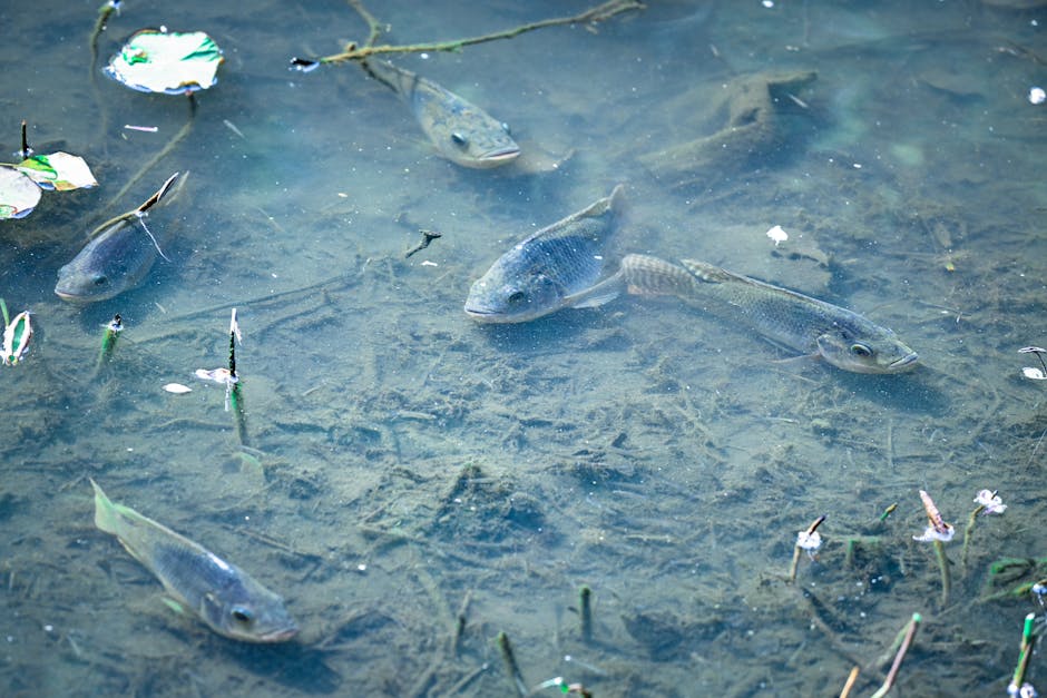 Fish swimming through a clear pond with aquatic plants, the kind of habitat a sunken Christmas tree creates