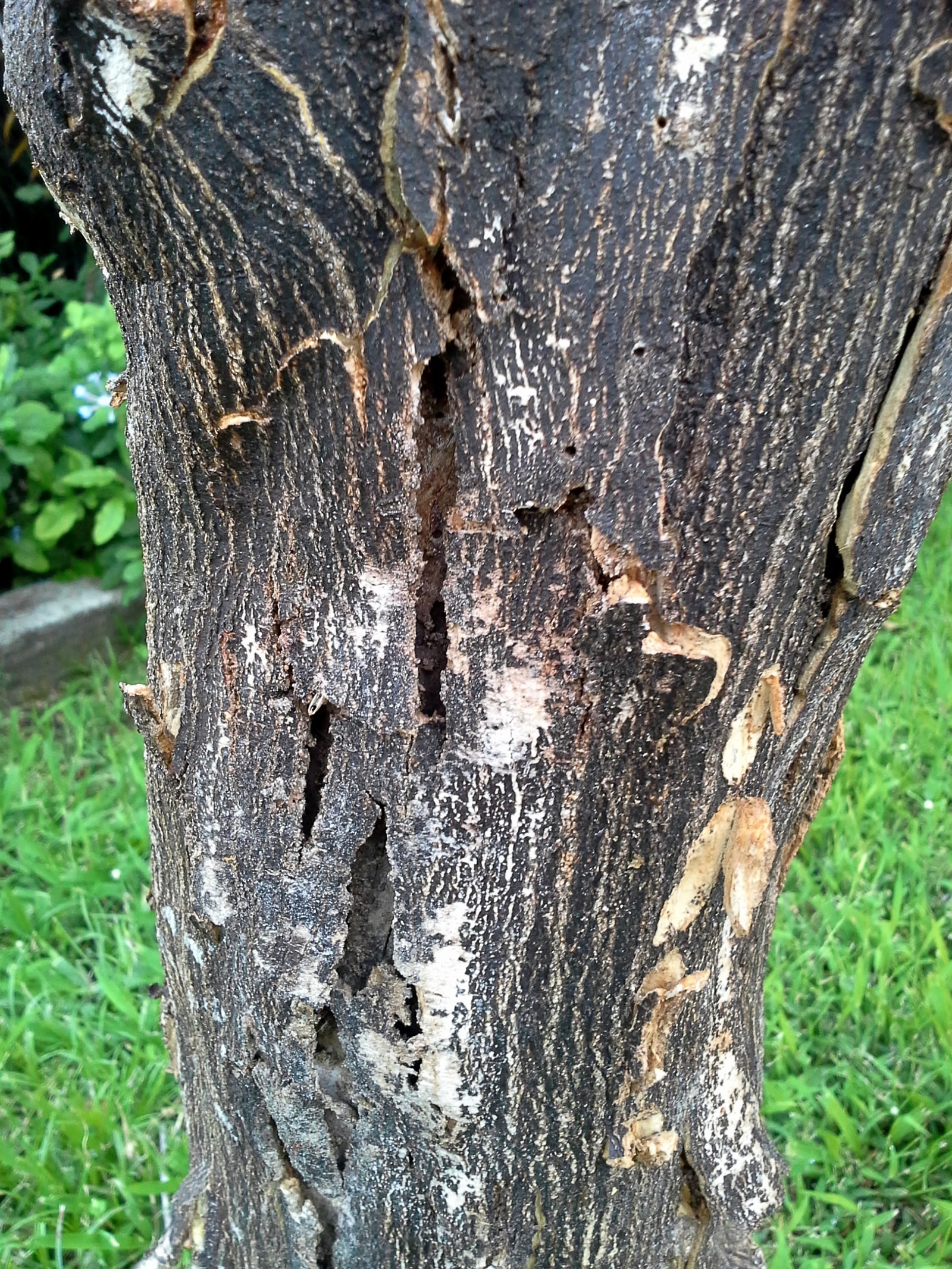 Peeling bark and stem canker on a citrus trunk