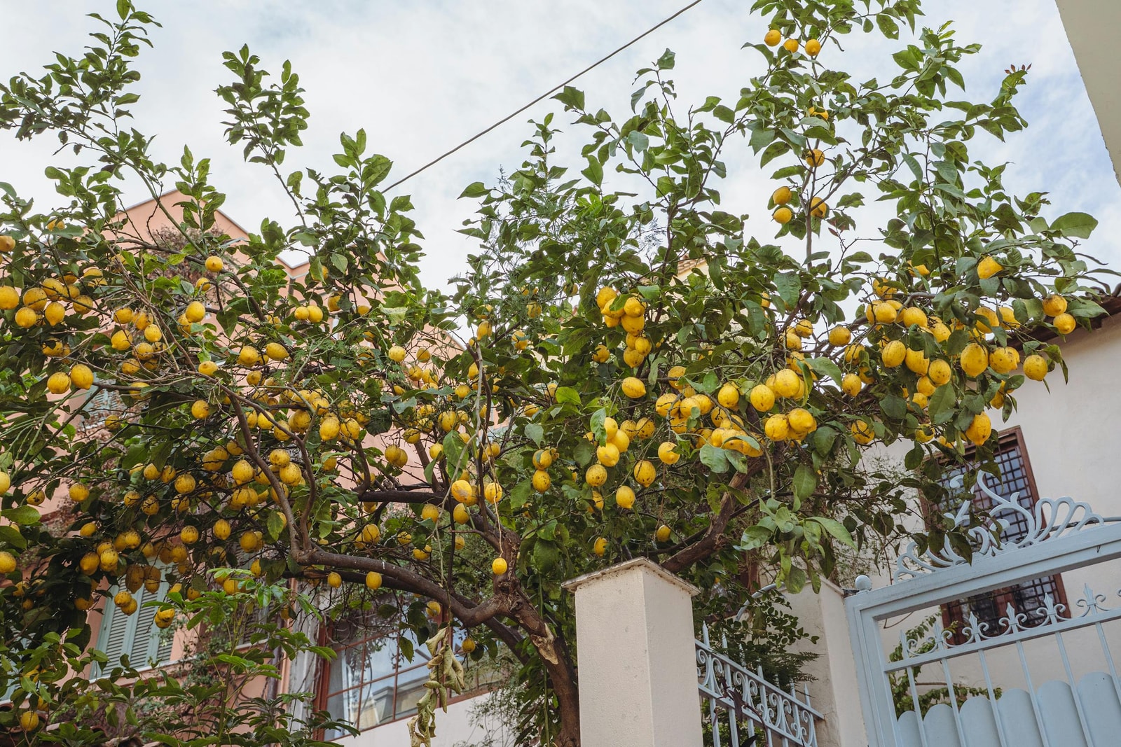 Lemon tree heavy with ripe yellow lemons in a sunny backyard