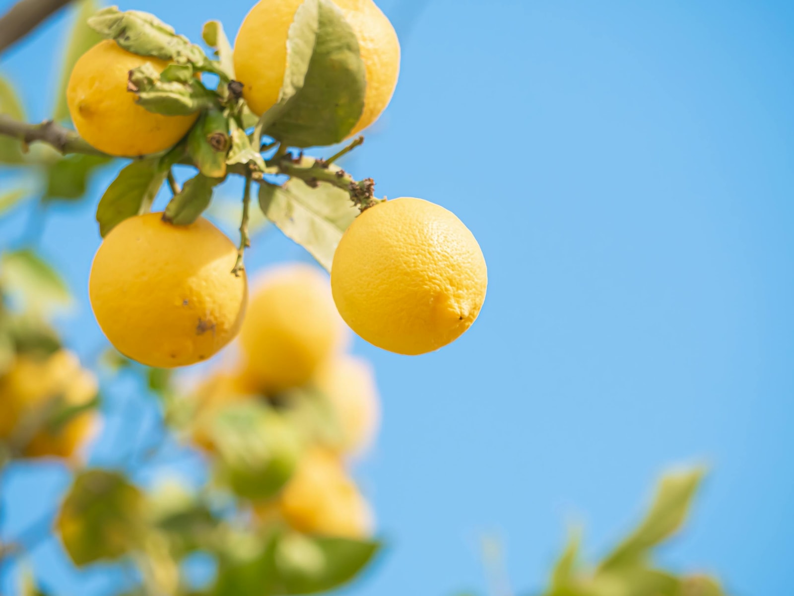 Lemons growing on a tree against a blue sky, the kind of cosmetic perfection only achieved with strong sanitation and selective spray