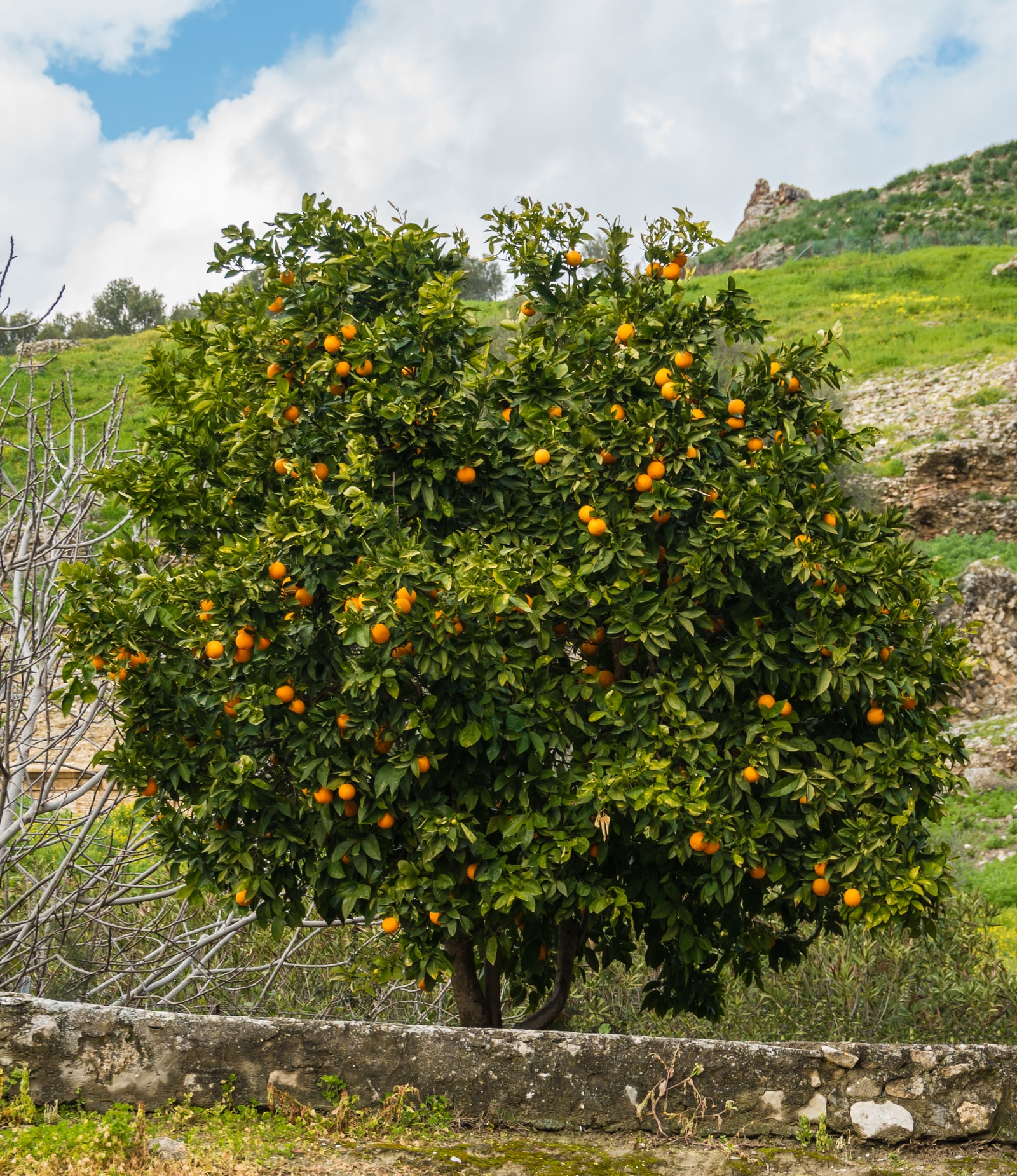 Mandarin tree loaded with ripe fruit in Crete