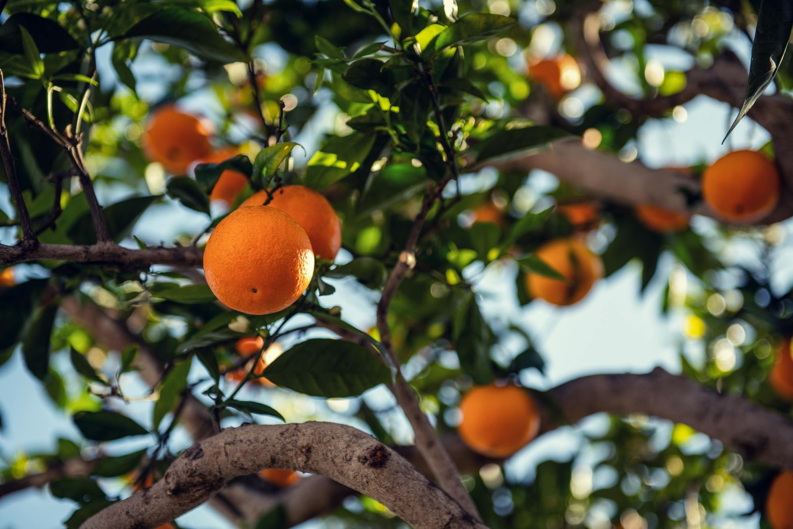 Ripe oranges hanging on a tree in a California citrus grove, the kind of healthy production HLB threatens