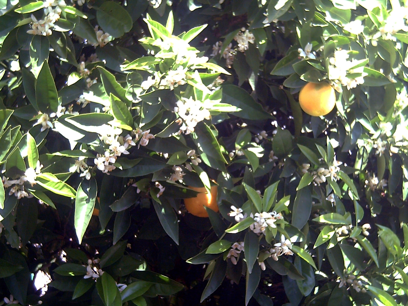 A healthy sweet orange carrying fruit and blossom at the same time