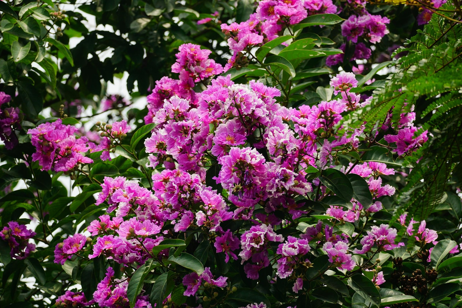 Crepe myrtle tree with vibrant pink blooms in a backyard landscape