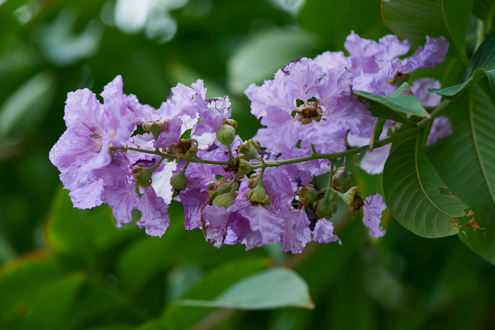 Purple Lagerstroemia flowers, the bloom display Cercospora can interrupt in late summer through premature defoliation