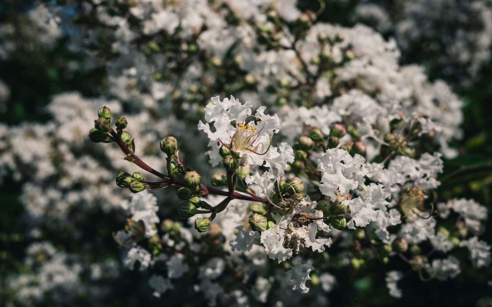 White crepe myrtle in full bloom, the kind of clean disease-free display proper cultivar choice and maintenance protects