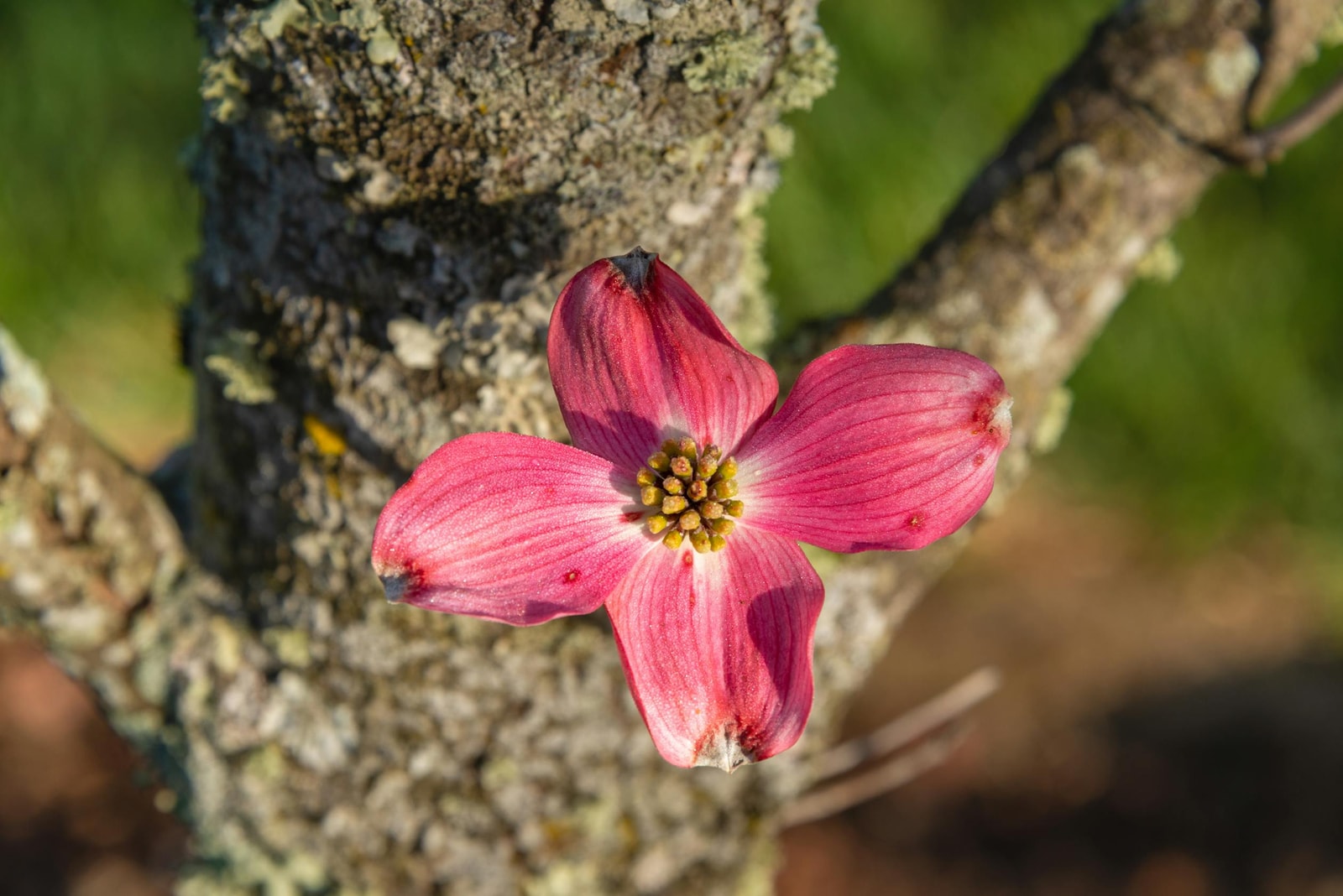 Pink dogwood blooms against the tree trunk, showing the bark zone that crown canker and dogwood borer both target