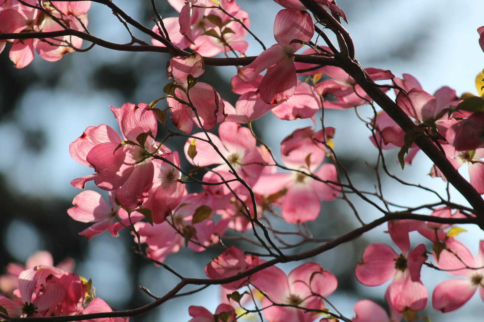 Pink dogwood tree in full spring bloom against a clear blue sky