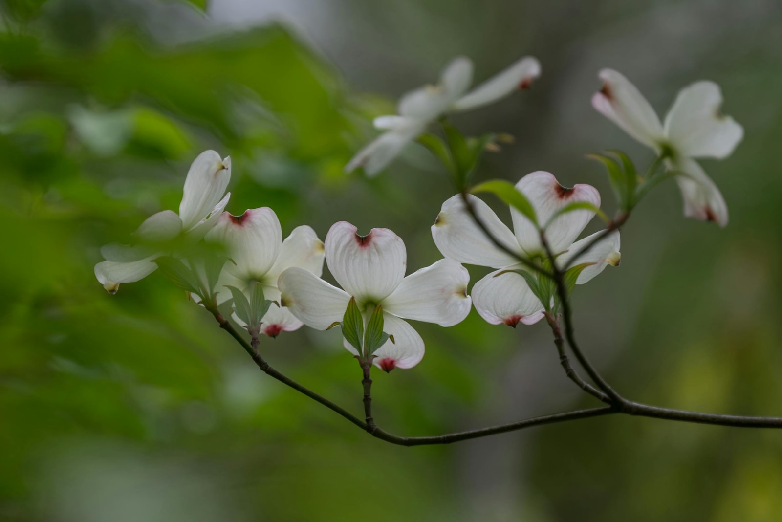 White dogwood flowers in full bloom, the spring display that anthracnose can quietly undermine over multiple years