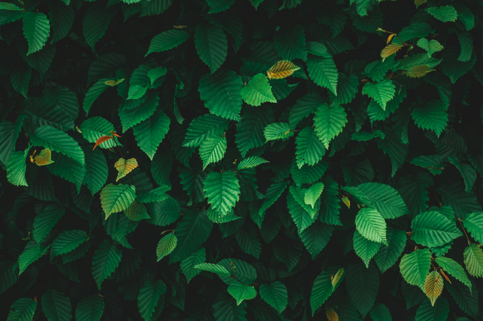 Elm tree leaves in summer, showing the dense canopy that mature elms create when they survive past their first 10-15 years