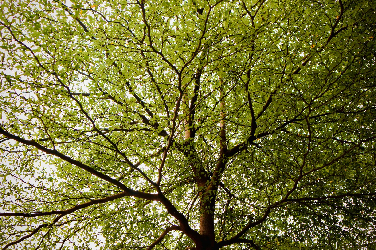 Mature elm tree with a broad green canopy reaching over a sunlit setting