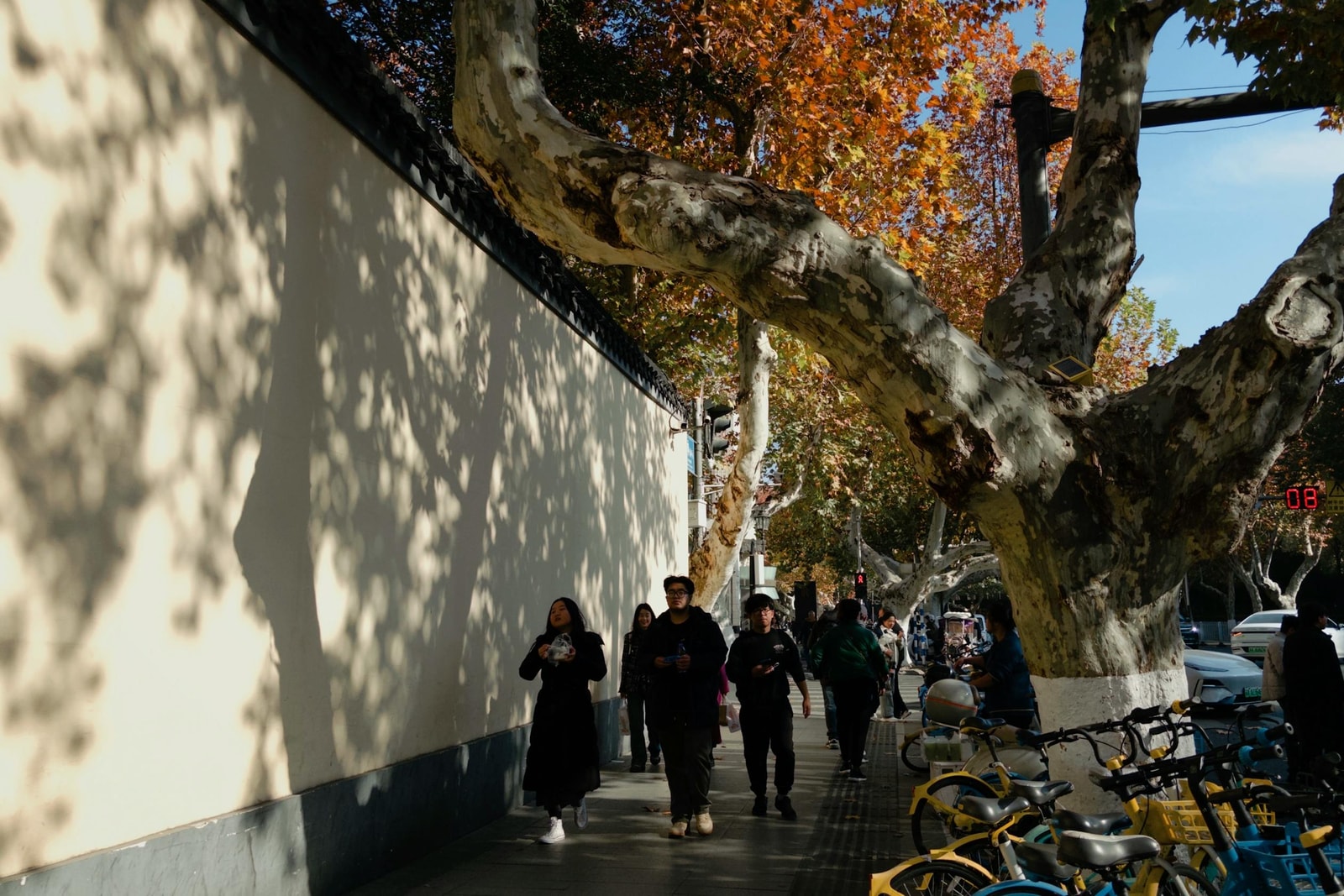 Tree-lined street with mature shade canopy, the urban landscape that bacterial leaf scorch is gradually eroding