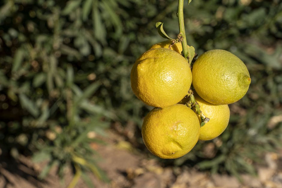 Ripe lemons hanging from a citrus tree branch in a sunny backyard orchard