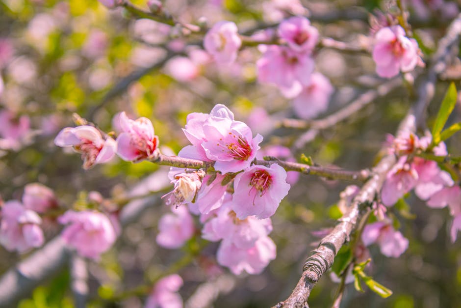 Peach tree blossoms arriving in early spring