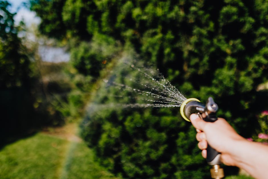 Watering plants with a garden hose to soak fertilizer into the root zone