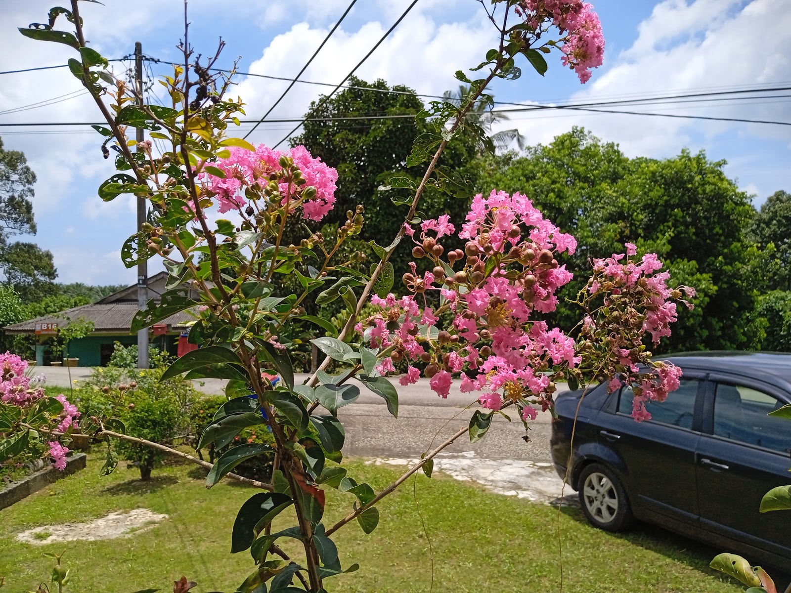A mature crepe myrtle in full pink bloom