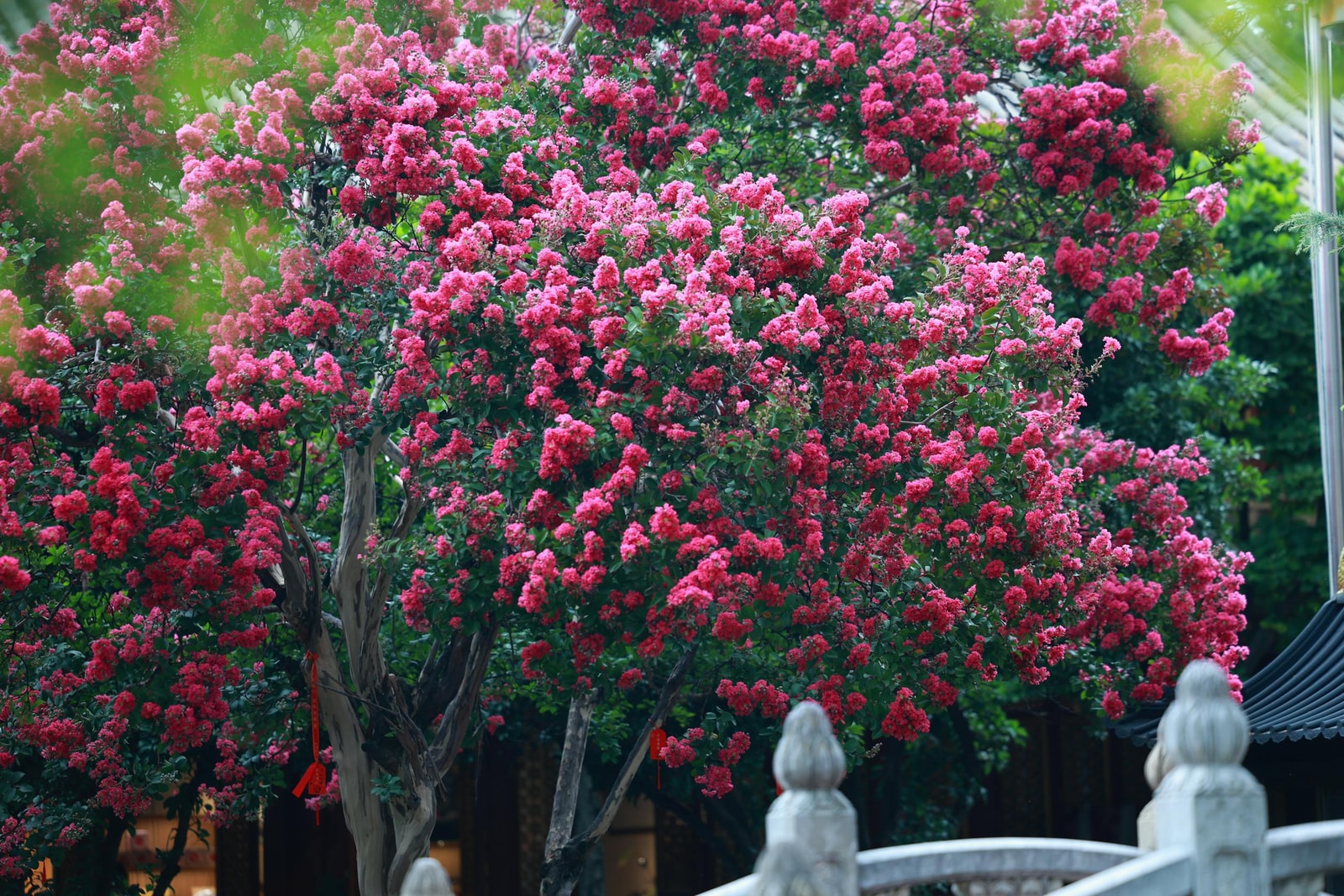 A multi-trunk crepe myrtle tree covered in deep pink flower clusters in full summer bloom