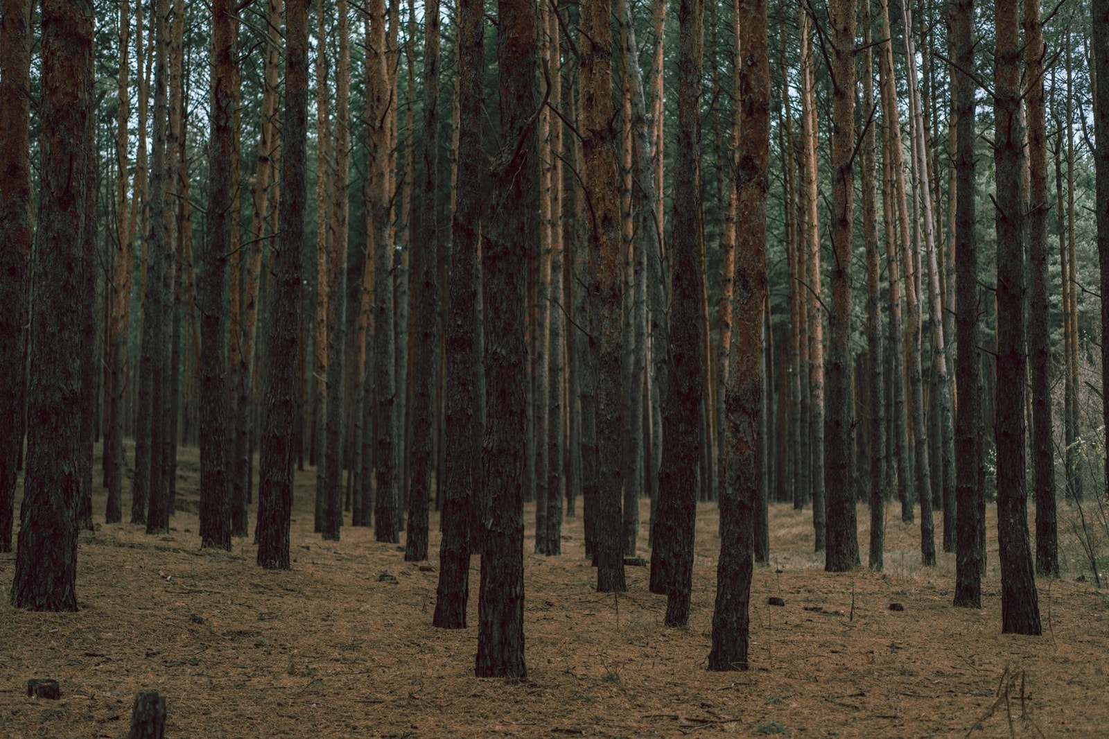 Rows of straight pine trunks in a dense managed pine forest