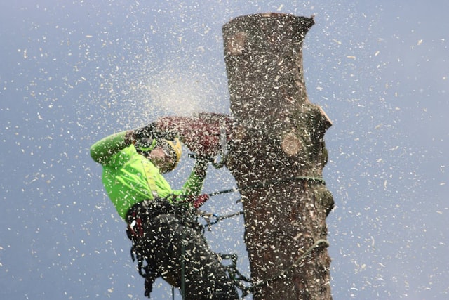 How to Cut Down a Tree Safely: A Step-by-Step Felling Guide for ...